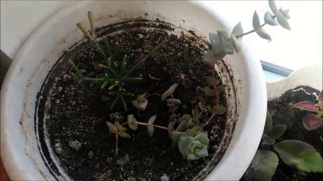Моя коллекция комнатных растений, декоративнолиственные и не только