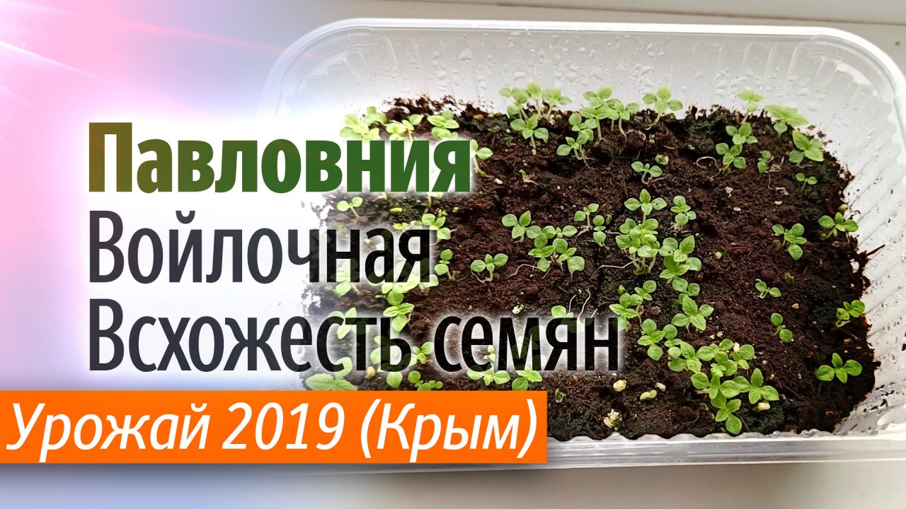 Проверка всхожести семян Павловнии Войлочной. Урожай 2019 года.