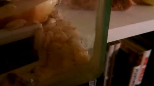 Роды мадагаскарского таракана 2 смотреть онлайн