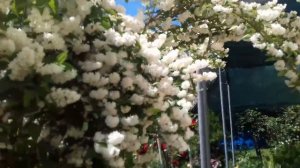 Дейция шершавая.