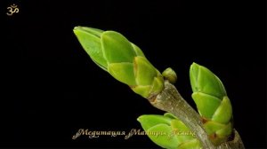 Жизнь - это чудо! Главное чудо!