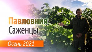 Саженцы Павловнии осень 2021 года.