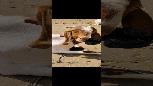 Как живётся козе в трущобах