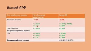 Видеолекция "Гликолиз, полное окисление, пентозофосфатный путь"