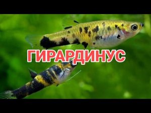 ГИРАРДИНУС. ЖИВОРОДЯЩАЯ АКВАРИУМНАЯ РЫБКА