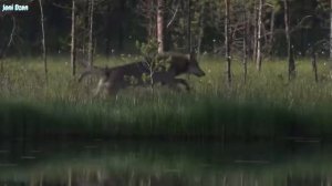 Алабай против волка