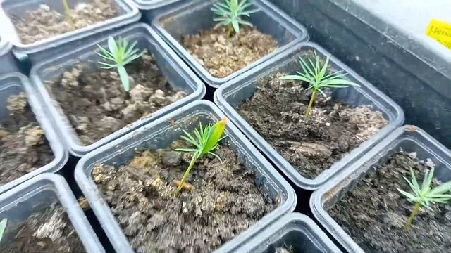 Банан ?, Инжир,Маракуя, Павловния Z 07 Выращивание в домашних условиях :-) смотреть онлайн