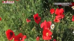 Кузбассовец выращивал на своем огороде мак