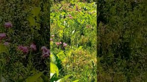Роза чайная эфиро масличная РОЗА ДАМАССКАЯ- Роза Маскета бутоны, лепестки, посадочный материал.
