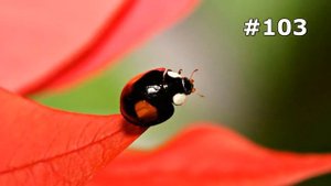 #103. Насекомые (В мире животных)