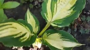 #хоста Lakeside Paisley Print (hosta lakeside paisley Print) #hostas