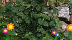 Дерен кроваво-красный Компресса. Краткий обзор, описание характеристик cornus sanguinea Compressa