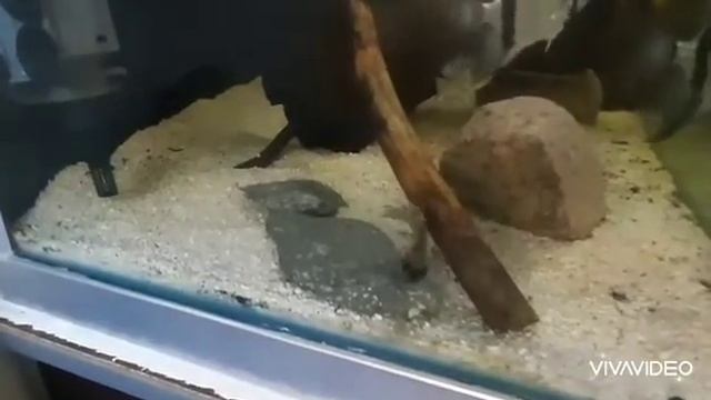 Аквариум .Голубые акары. Подготовка к нересту . смотреть онлайн