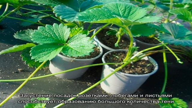 Надо ли обрывать усы у клубники во время цветения, плодоношения? Когда обрезать усы у клубники: со.