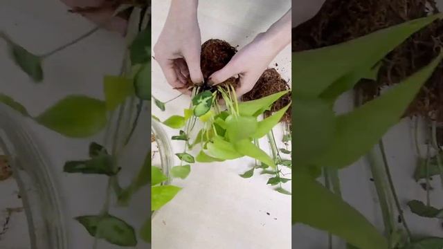 Композиция из комнатных растений в мхе сфагнум fuscum! смотреть онлайн