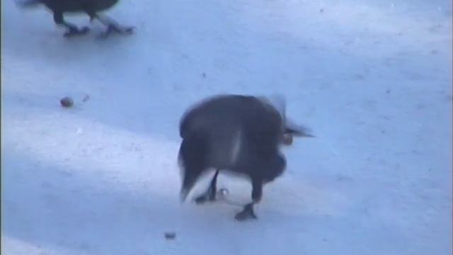 Hi8 Handycam first look | Sony CCD-TR2300E смотреть онлайн