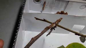 Жизнь богомола 4йдень. Яйца богомола   :-)
