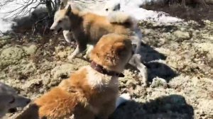 Западно-сибирские лайки против алабаев