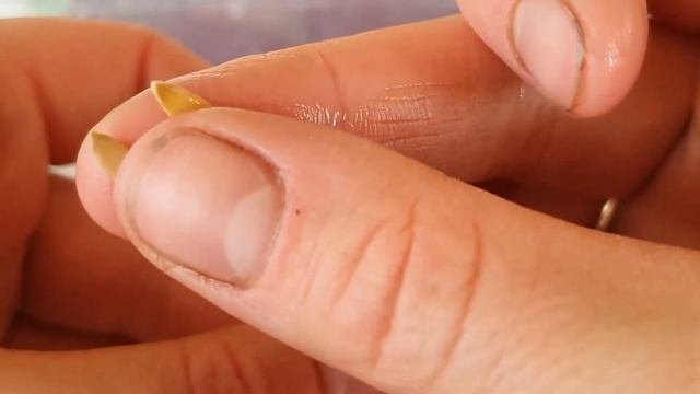 Лёгкий способ выращивания арбузов в Пермском крае