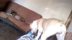 Ваниль,2года: мама, не спи, играй со мной!!!