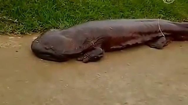 Гигантская саламандра в Японии смотреть онлайн