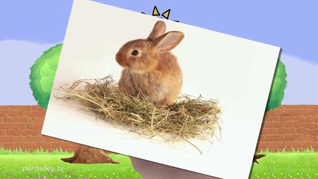 Узнать - кролик - для детей - школа смотреть онлайн