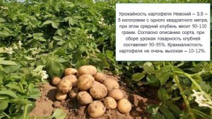 Картофель сорта Невский