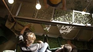 Оливки | маслины| как растут | olives