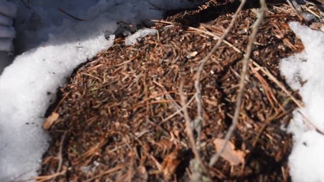 Каникулы в Костромской области смотреть онлайн