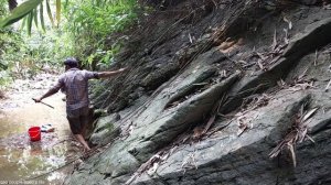 catching stream fish with cycads and diving guns