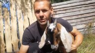 Купил козла нубиец