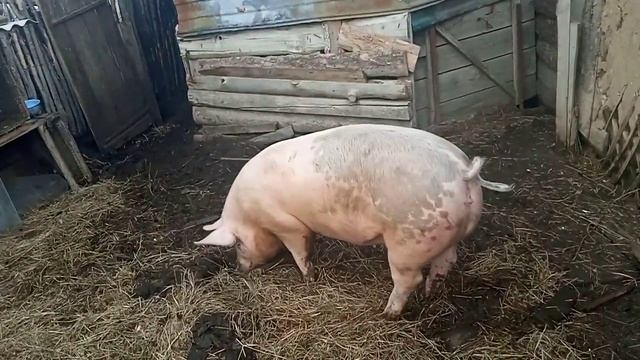свиньи породы ЙОРКШИР. обзор хозяйства.