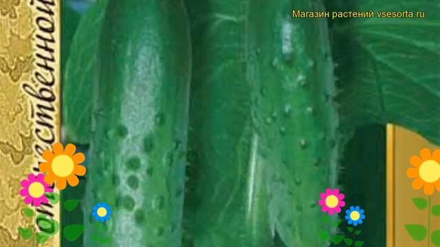 Огурец гибридный Апрельский f1. Краткий обзор, описание характеристик Aprel'skiy f1 смотреть онлайн