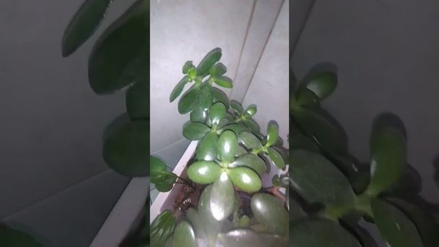 Suculenta JadeCrassula ovata Ler Descrição