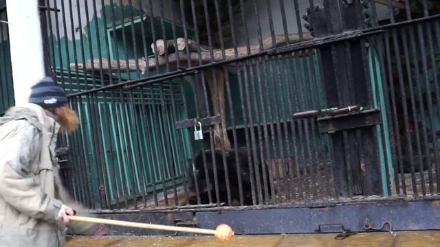 Ленинградский зоопарк. Тренинг хищников 3. Ягуар смотреть онлайн