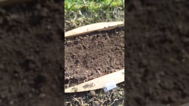 Посев посадка семян мака гиганта. Мак садовый гигант. С огромными бутонами. смотреть онлайн