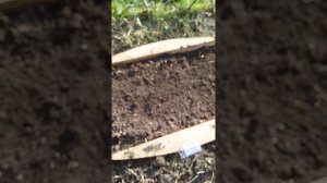 Посев посадка семян мака гиганта. Мак садовый гигант. С огромными бутонами.