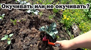 Какие овощи нужно окучивать?