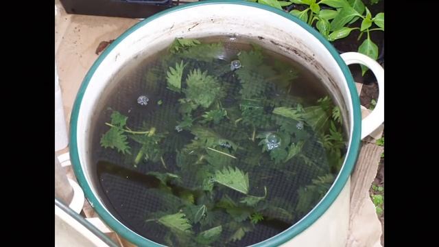 КЛЕМАТИСЫ!!! Ни СЕКРЕТЫ пышного цветения)) ЭТО сейчас обязательно надо сделать!!! смотреть онлайн