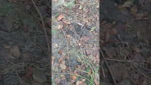 вопрос вымерзла или спрела ежевика.