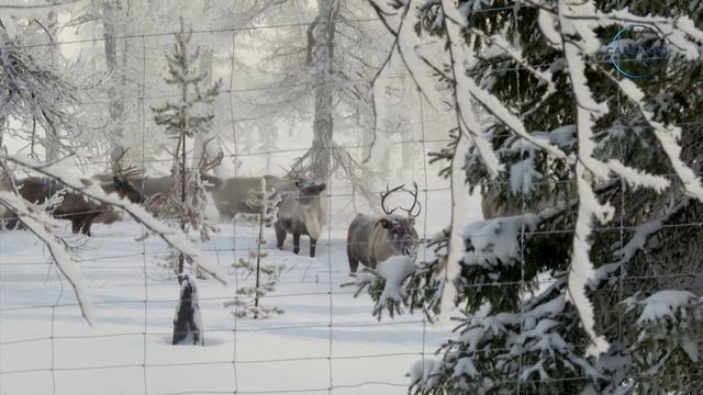 Изгородное оленеводство
