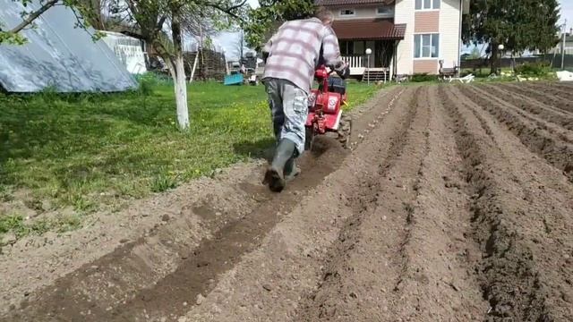 Посадка картофеля мотоблоком под плуг смотреть онлайн