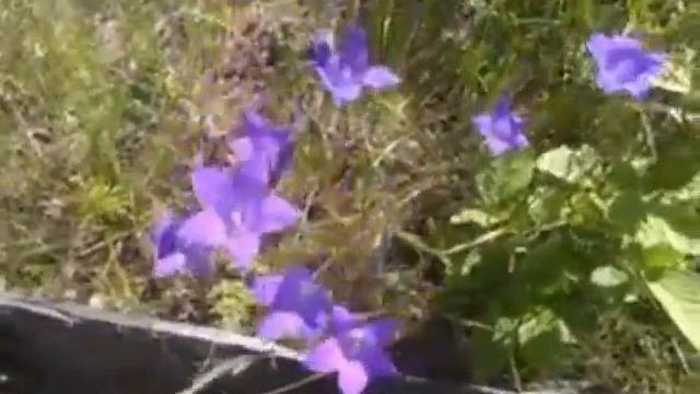 Природа Вологодской области