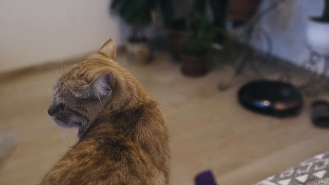 Робот пылесос iclebo omega - обзор смотреть онлайн