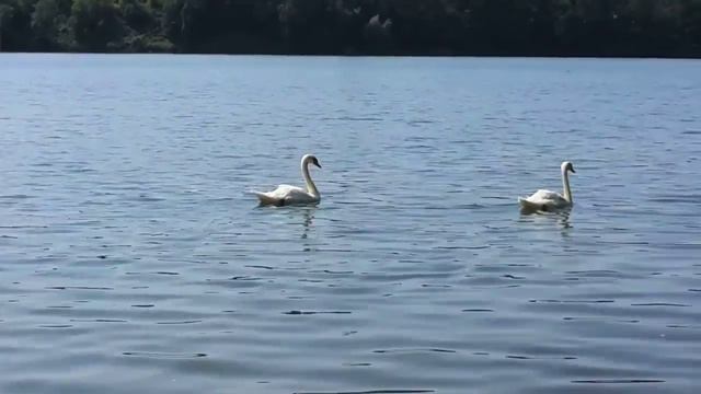 Melody for Qingwen for Japanese piccolo F flute & organ by Hans-André Stamm смотреть онлайн