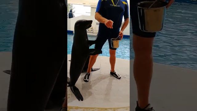 Морские котики. Подпишись на канал!? смотреть онлайн