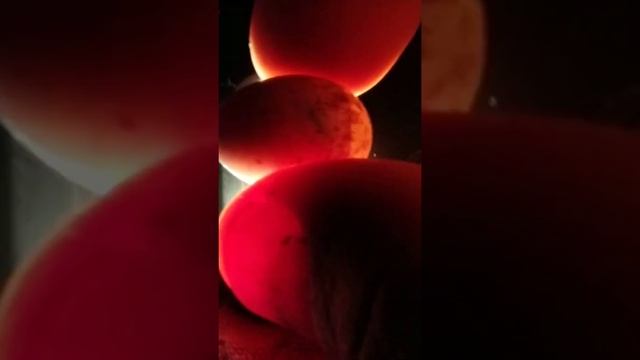 Как проверить яйца на оплодотворенность, канарейка,чиж, щегол.Часть 2 смотреть онлайн