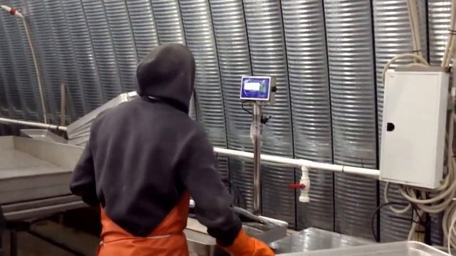 Рыб завод. Шоковая заморозка Лосося. Транспортеры рыбы смотреть онлайн