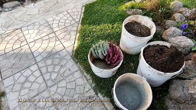 ?Как сажать верески не делаем Ошибок❗ смотреть онлайн