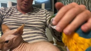 Кот сфинкс и Говорящий попугай Ара сидят вместе, прижавшись друг к другу. Идиллия кота и попугая.